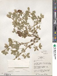 Trifolium medium image