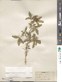 Trifolium medium image