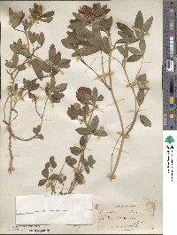 Trifolium medium image