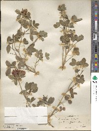 Trifolium medium image