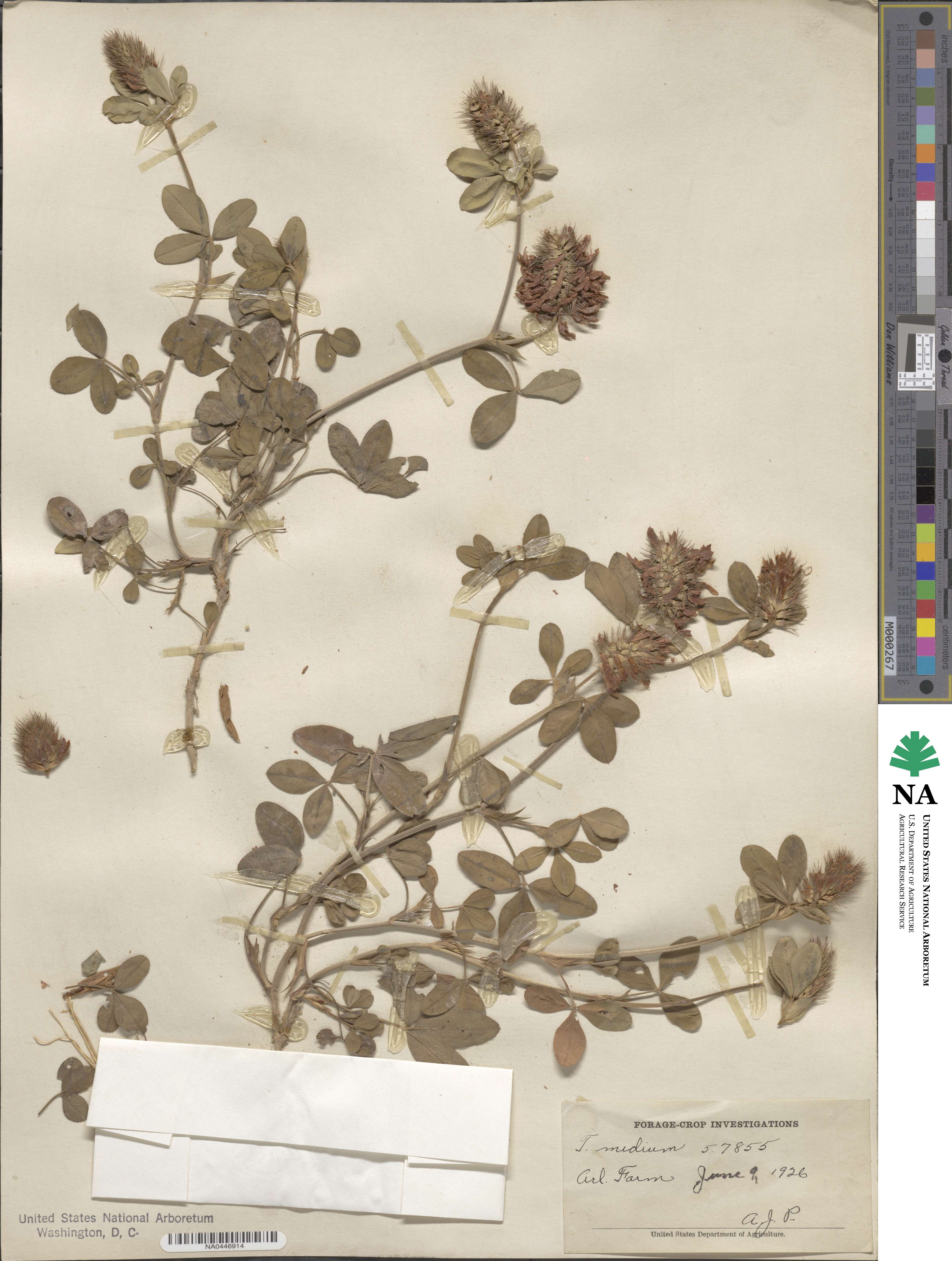 Trifolium medium image