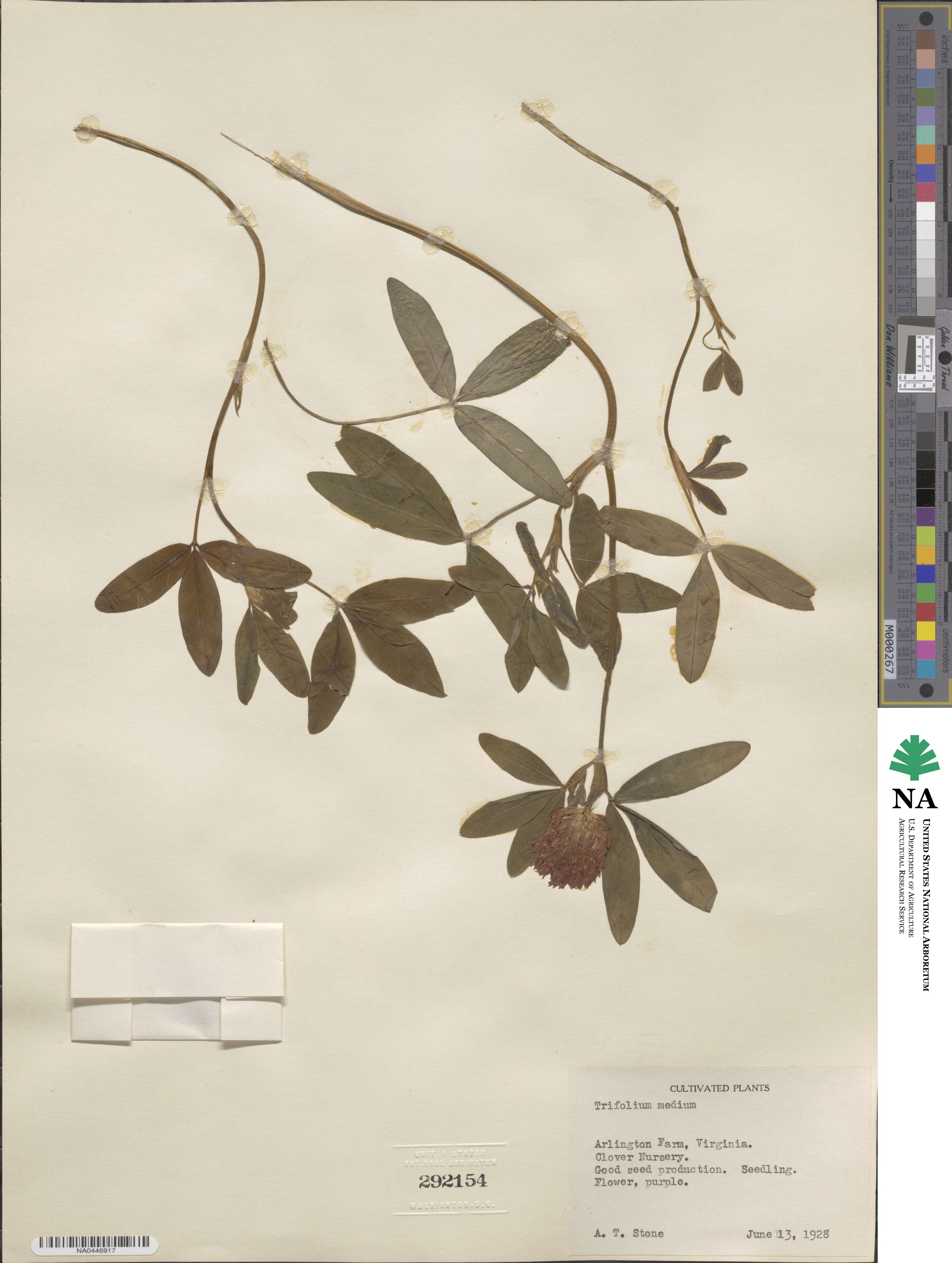 Trifolium medium image