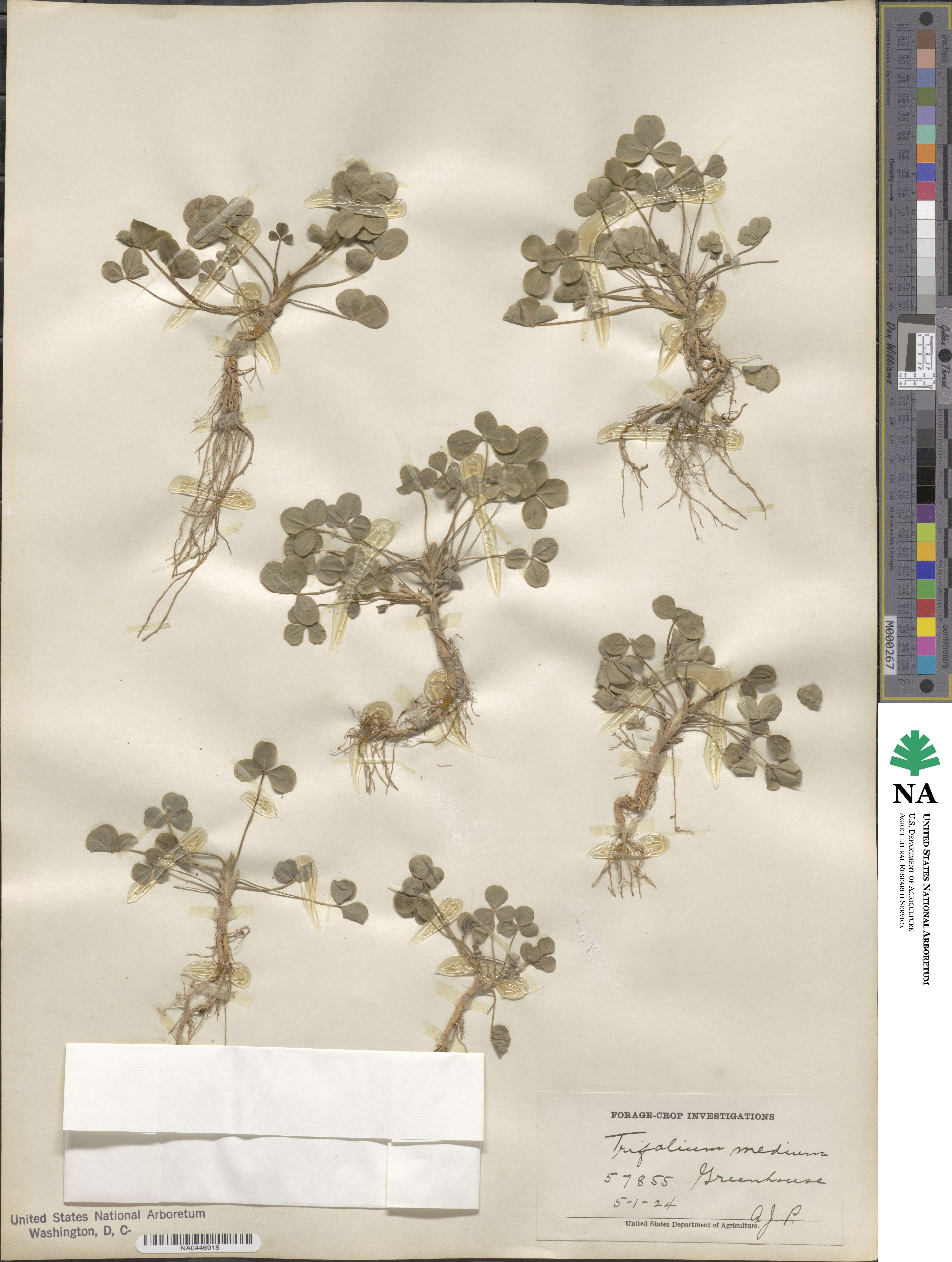 Trifolium medium image