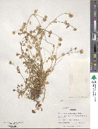 Trifolium nigrescens subsp. petrisavii image