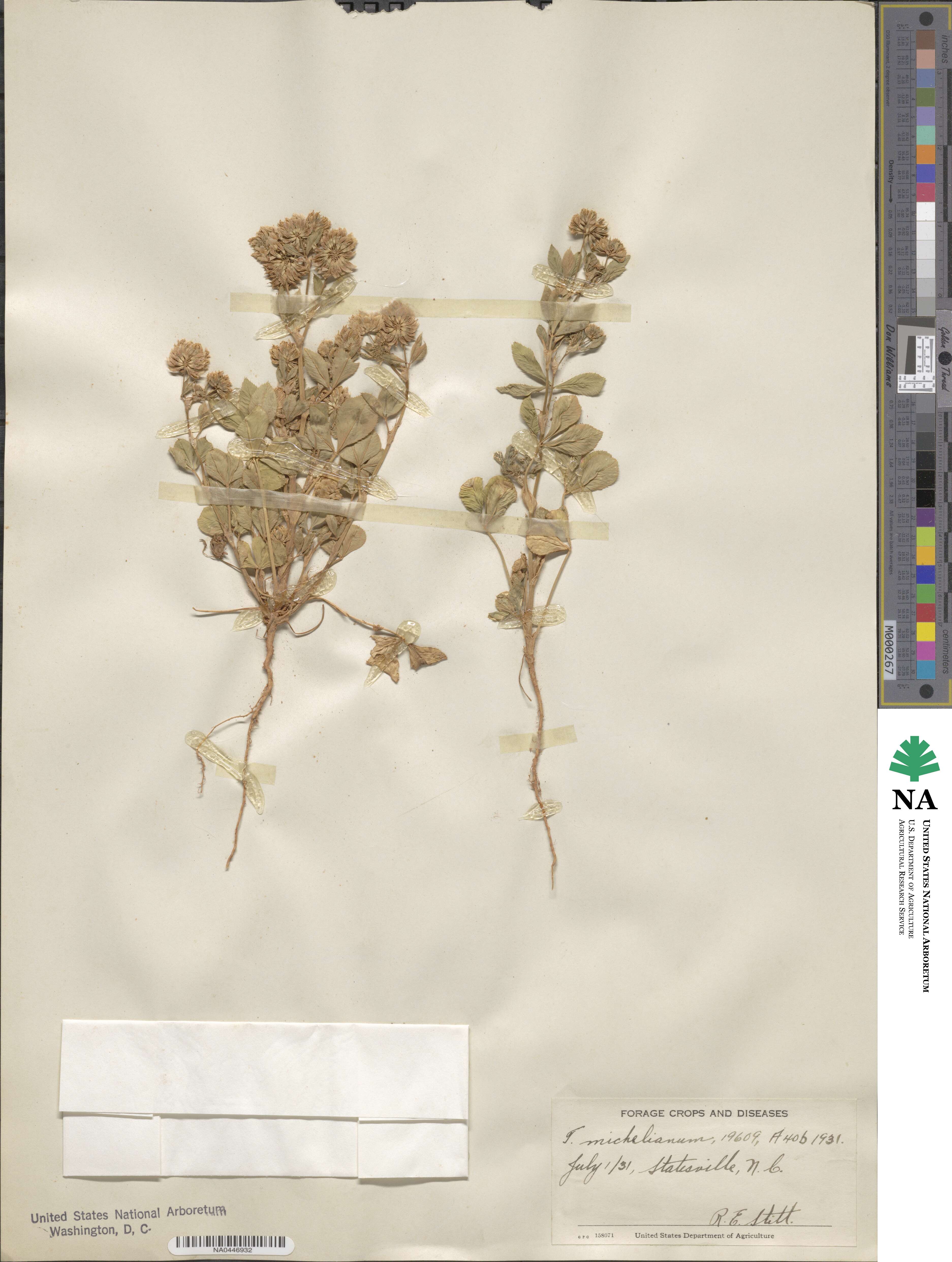 Trifolium michelianum image