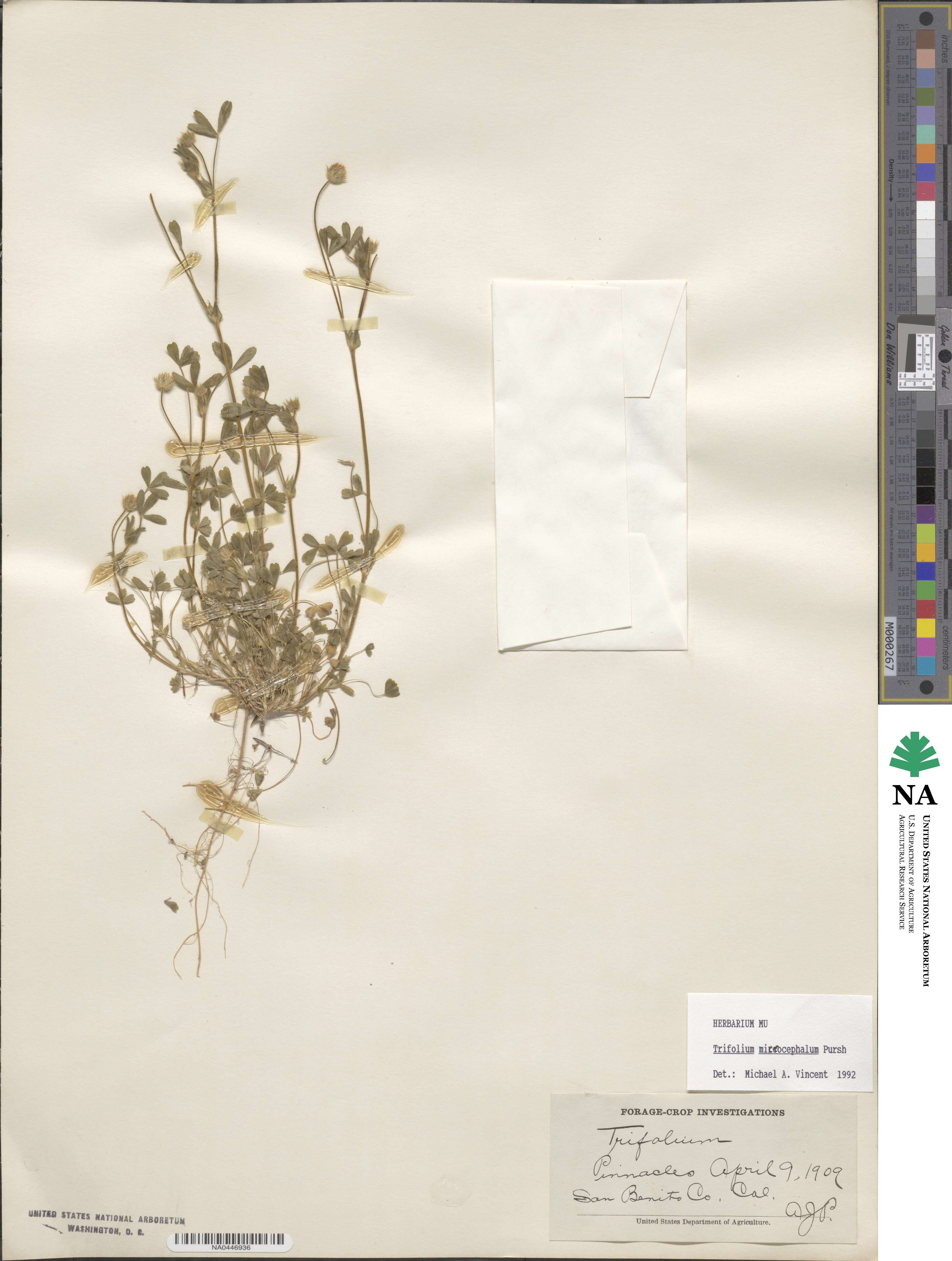 Trifolium microcephalum image