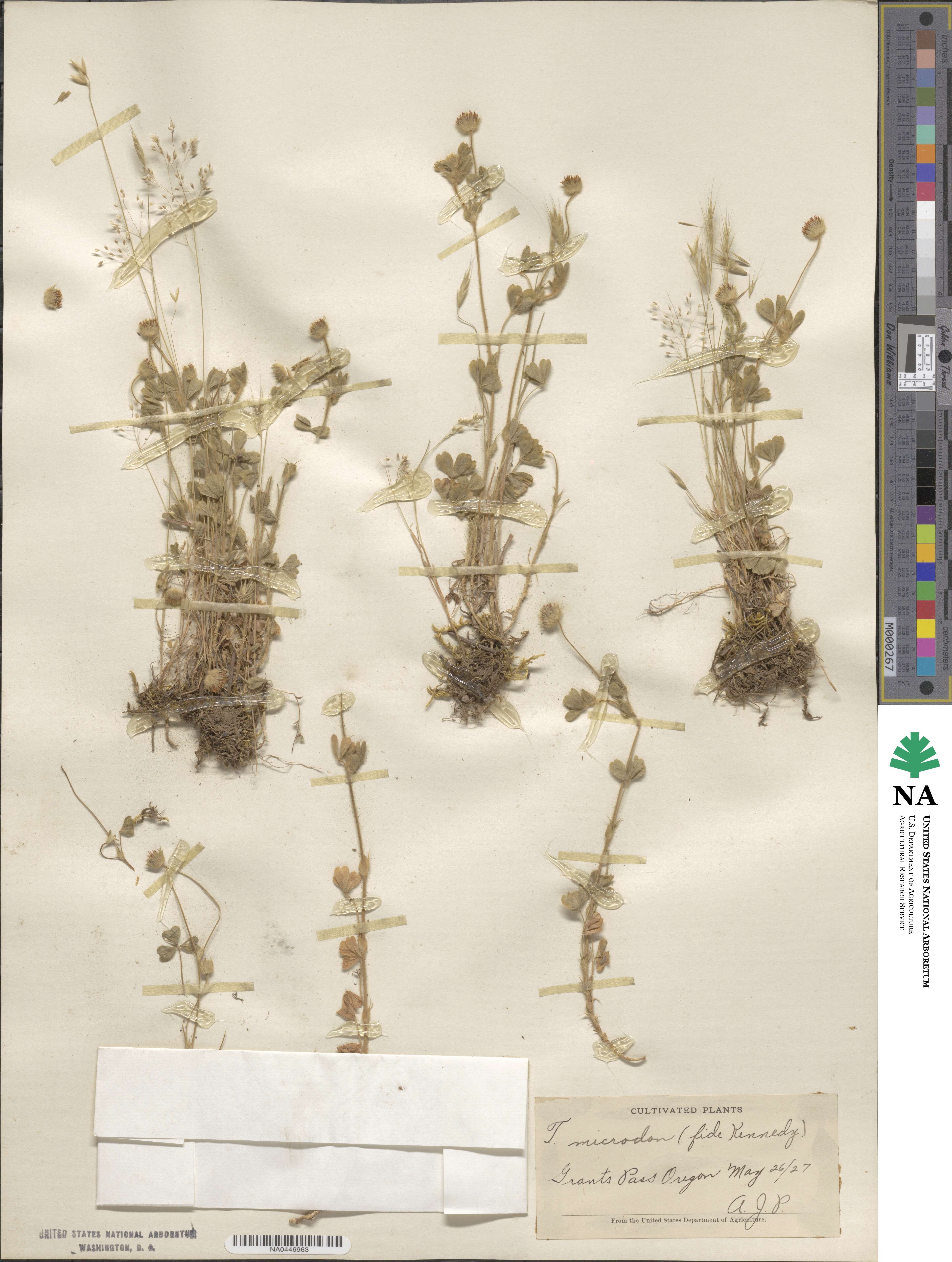 Trifolium microdon image