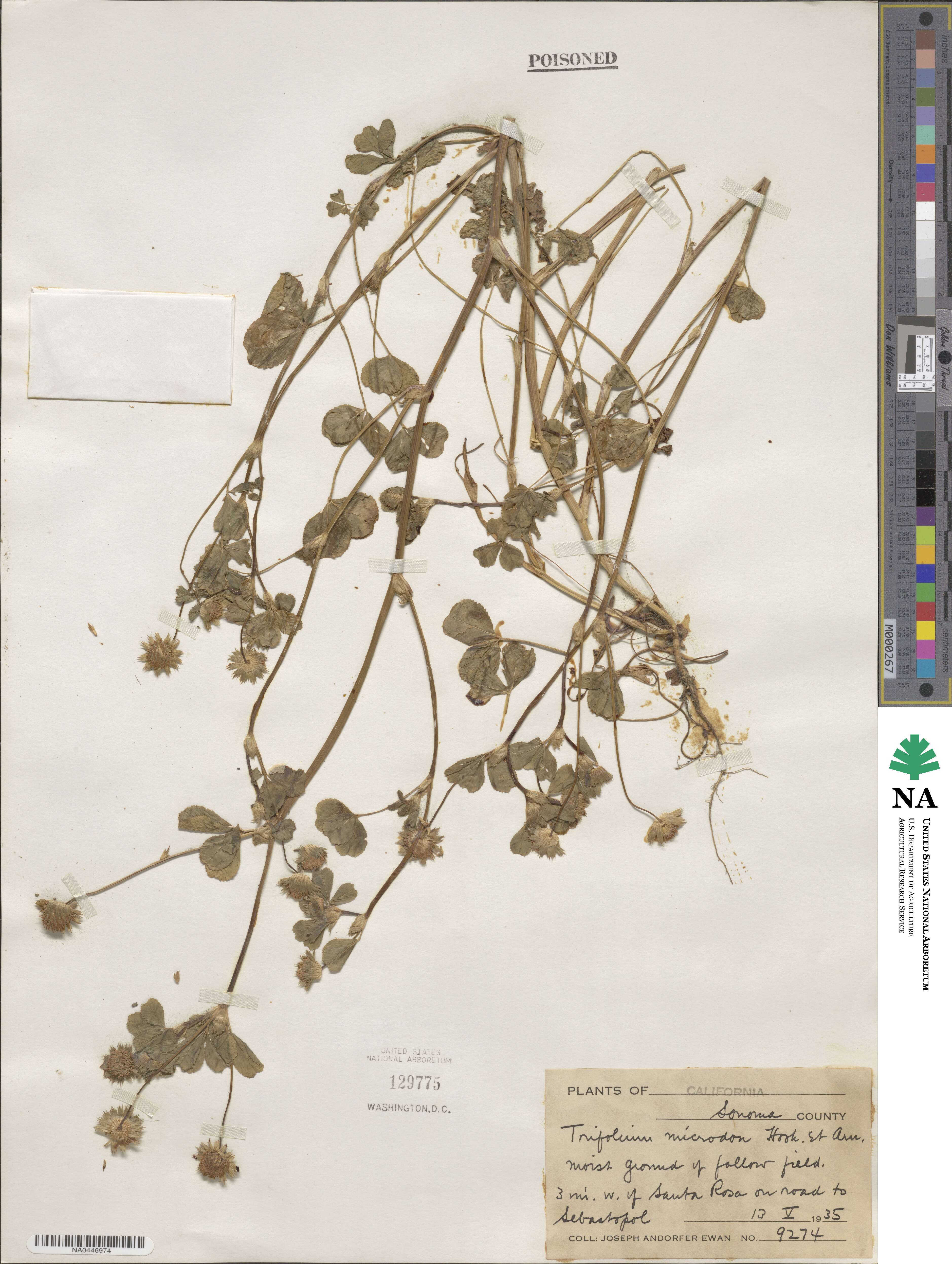 Trifolium microdon image