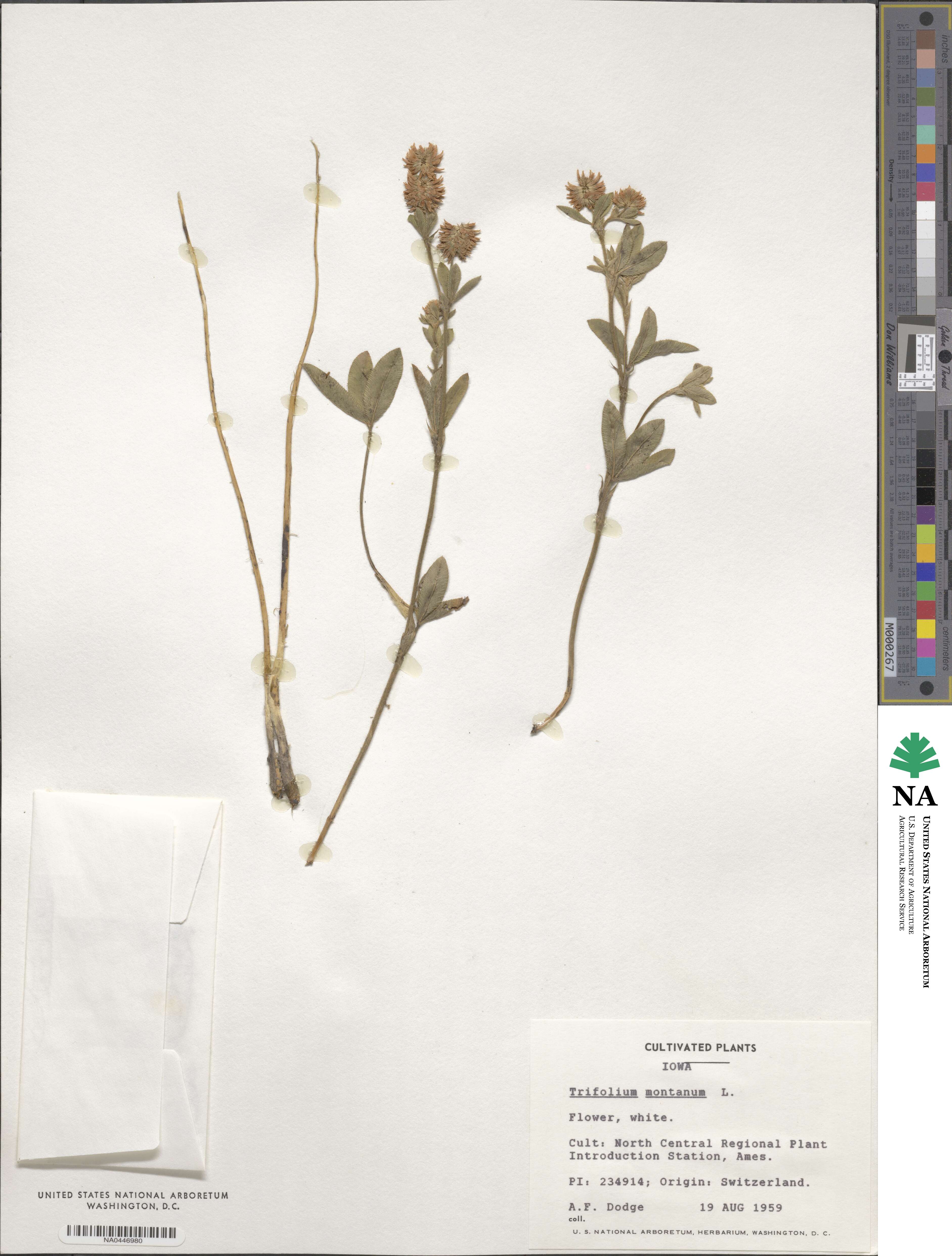 Trifolium montanum image