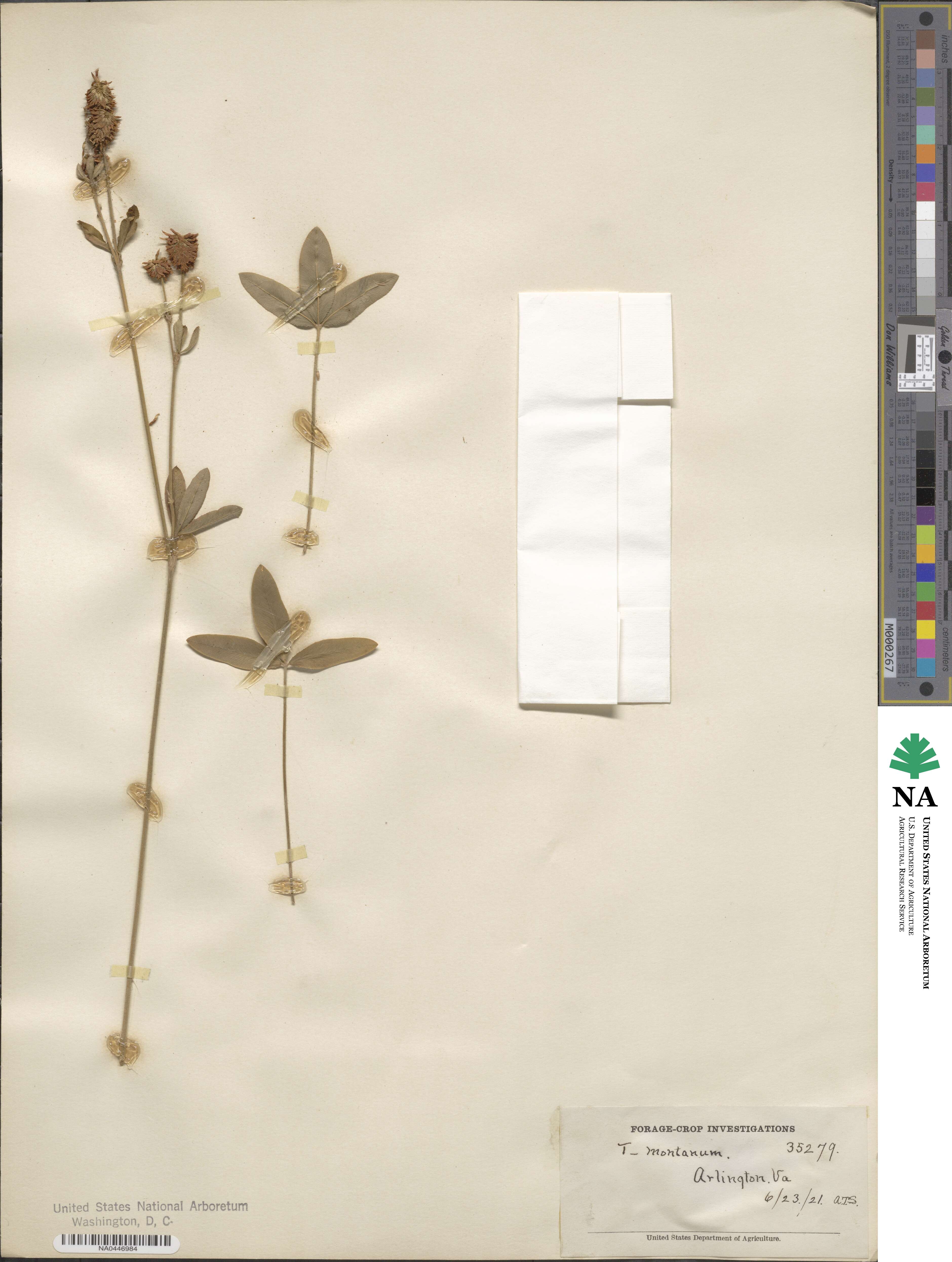 Trifolium montanum image