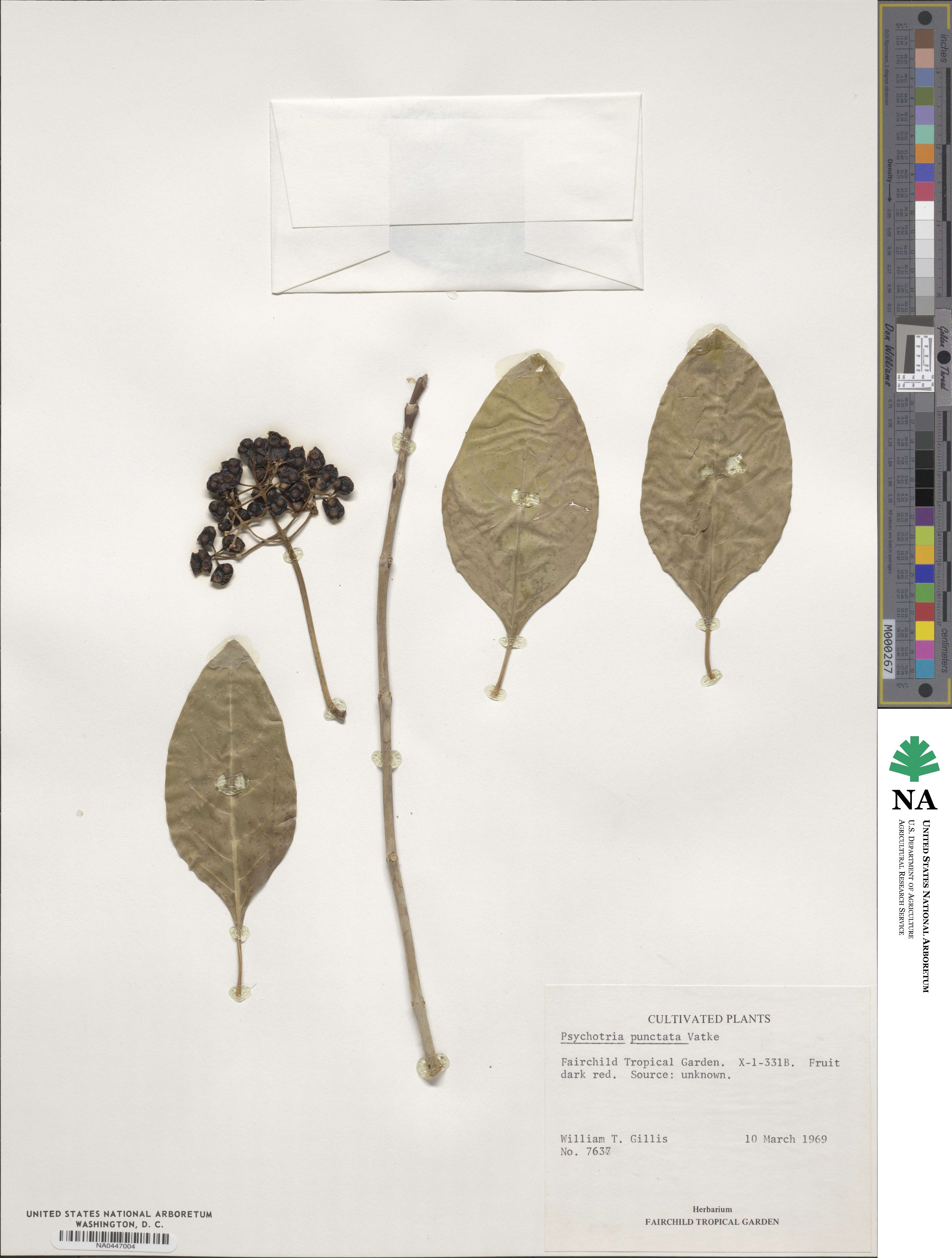 Psychotria punctata image
