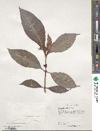 Psychotria nervosa image