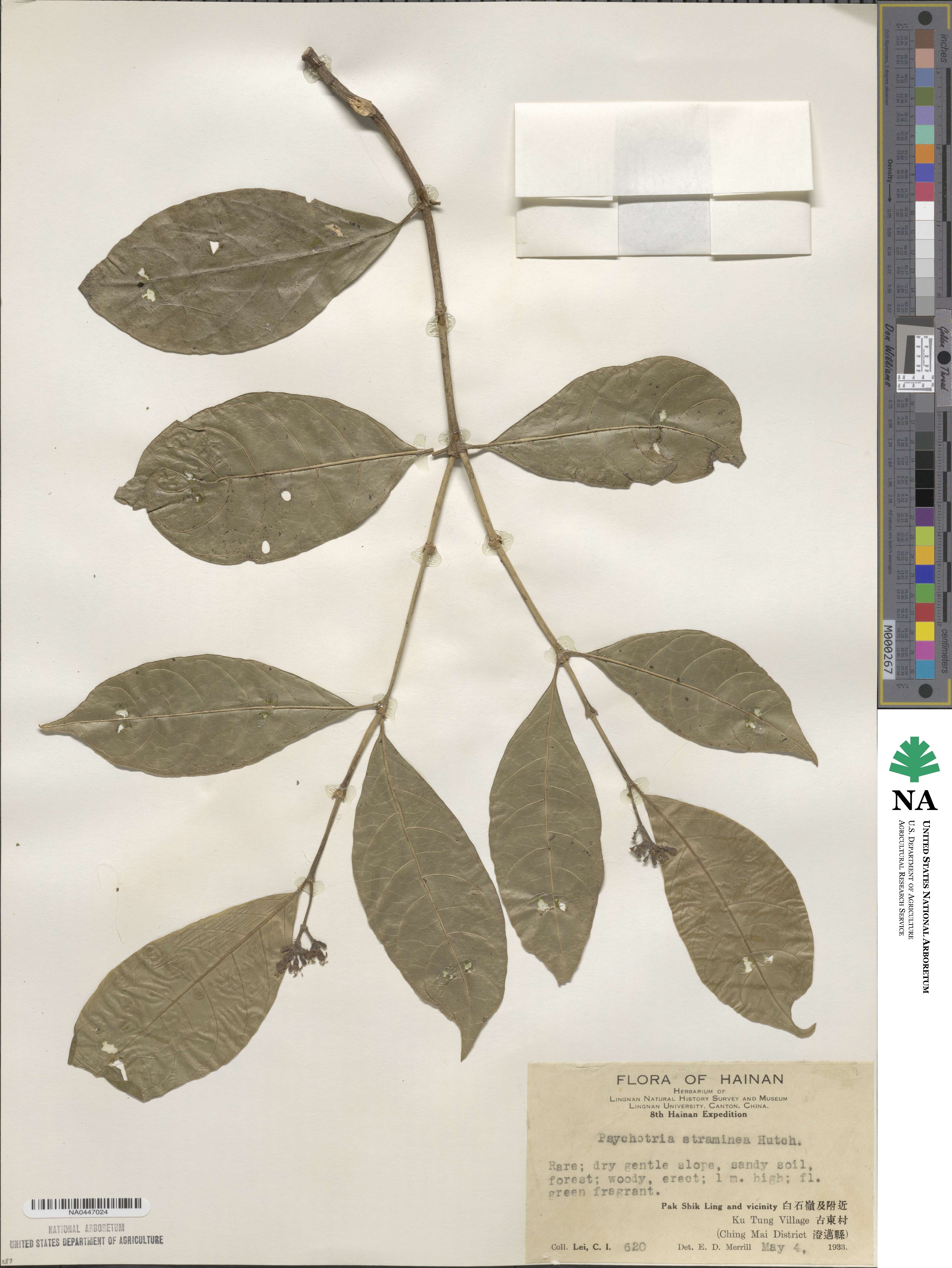 Eumachia straminea image