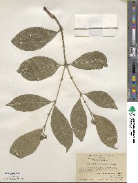 Eumachia straminea image