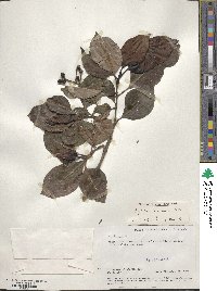 Image of Psychotria bagshawei