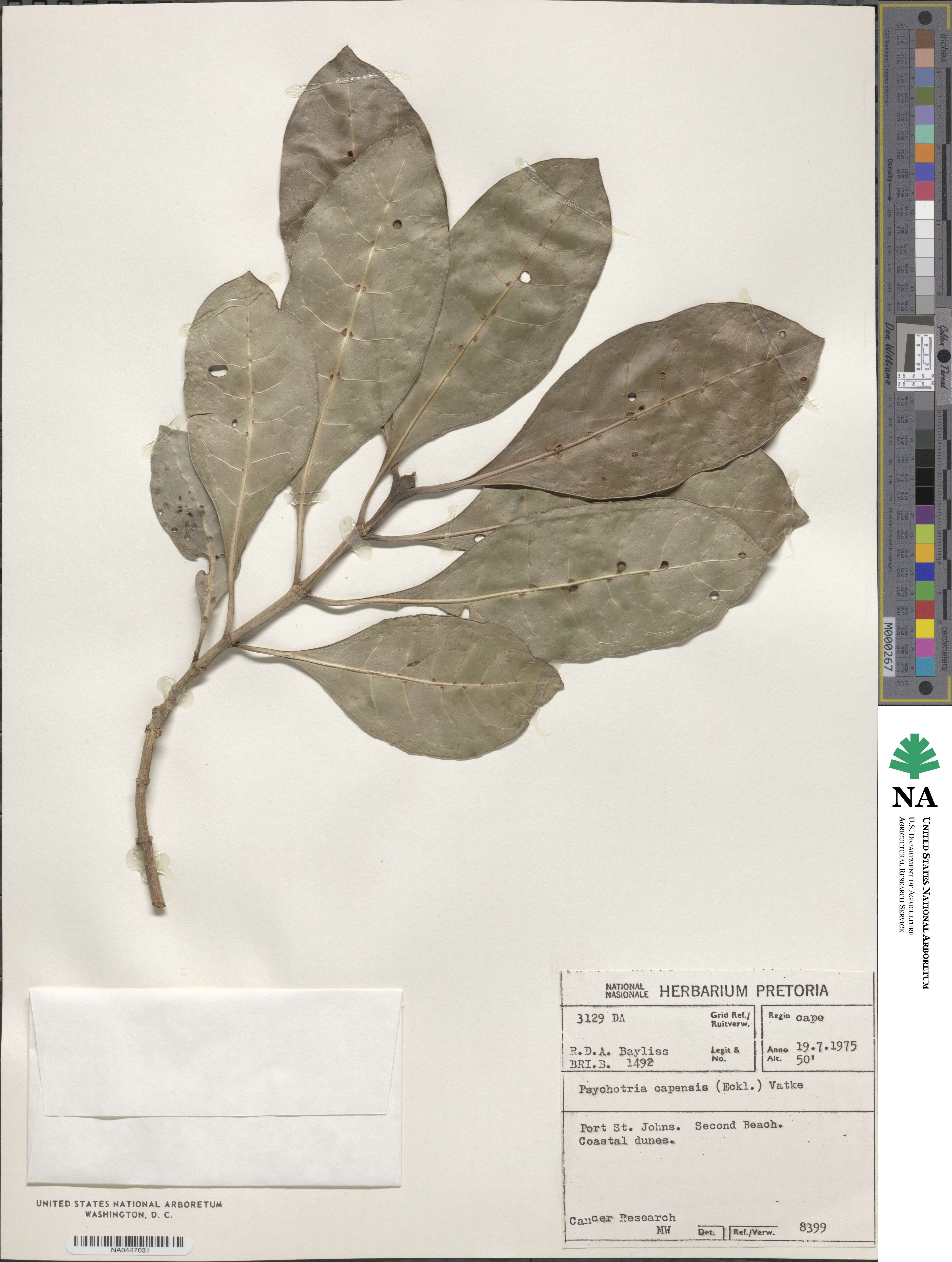 Psychotria capensis image