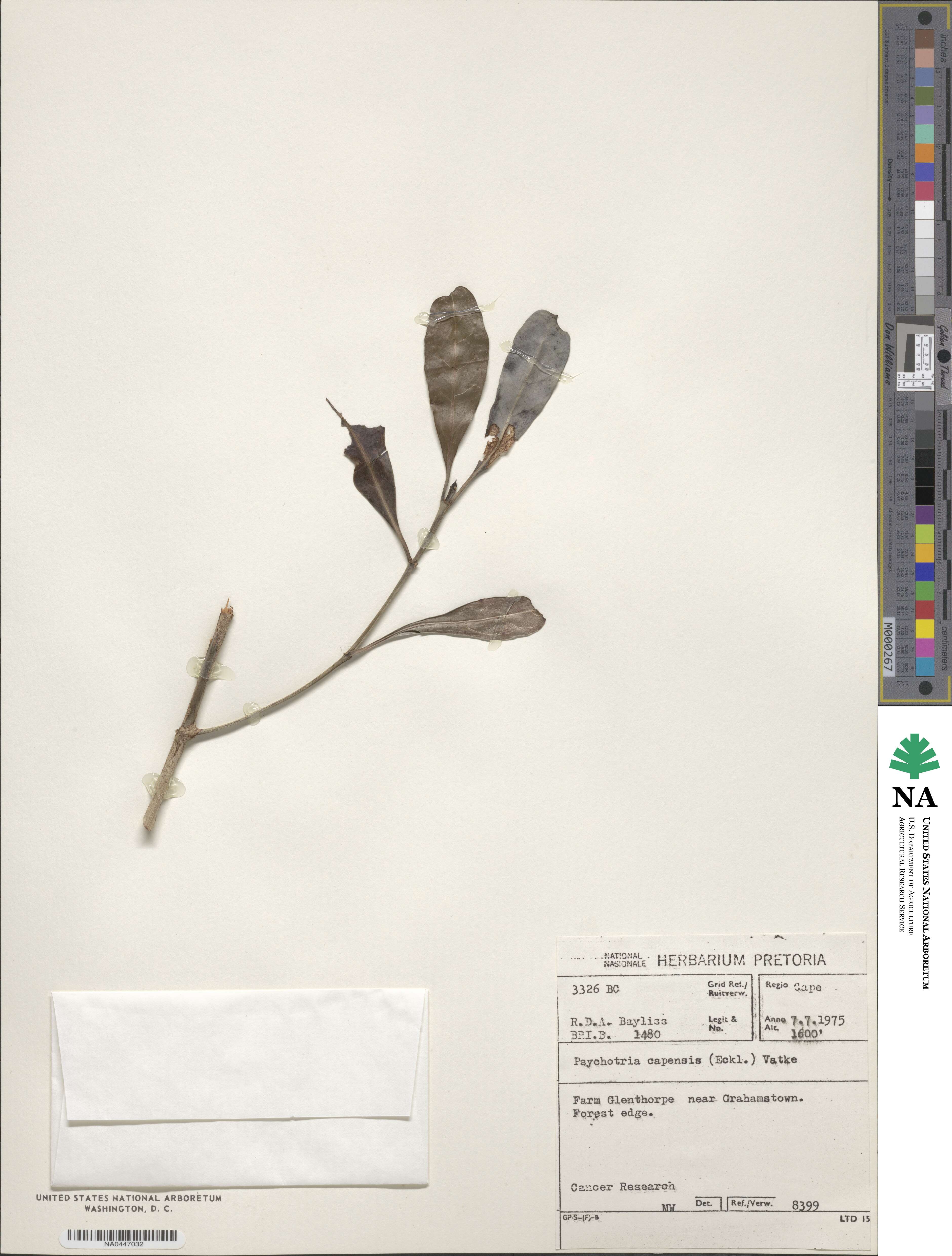 Psychotria capensis image