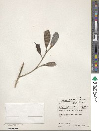 Psychotria capensis image