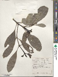 Psychotria capensis image