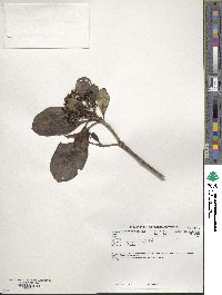 Psychotria capensis image