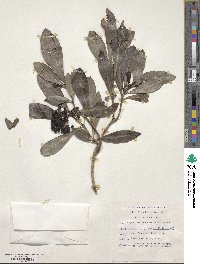 Psychotria capensis image