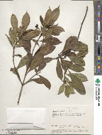 Image of Chassalia parvifolia