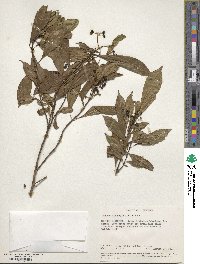 Chassalia parvifolia image