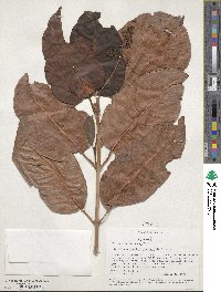 Psychotria lauracea image