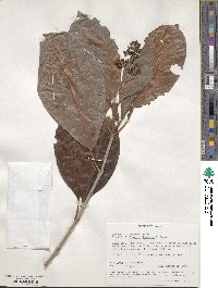 Psychotria lauracea image