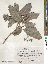 Psychotria lauracea image