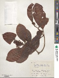 Psychotria rubra image