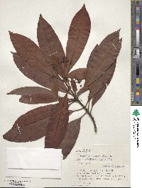 Psychotria rubra image