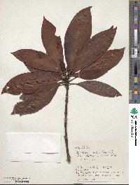 Psychotria rubra image