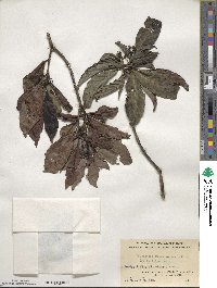 Psychotria rubra image