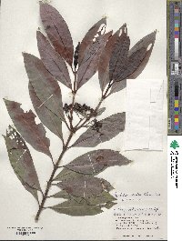 Psychotria rubra image