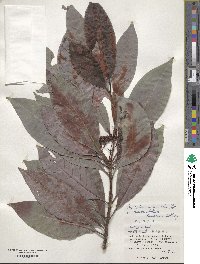 Psychotria rubra image