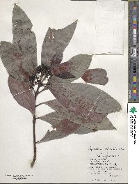 Psychotria rubra image