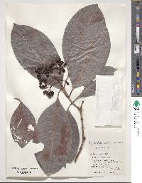 Psychotria rubra image