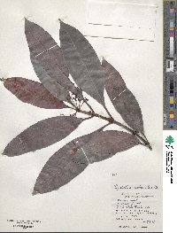 Psychotria rubra image