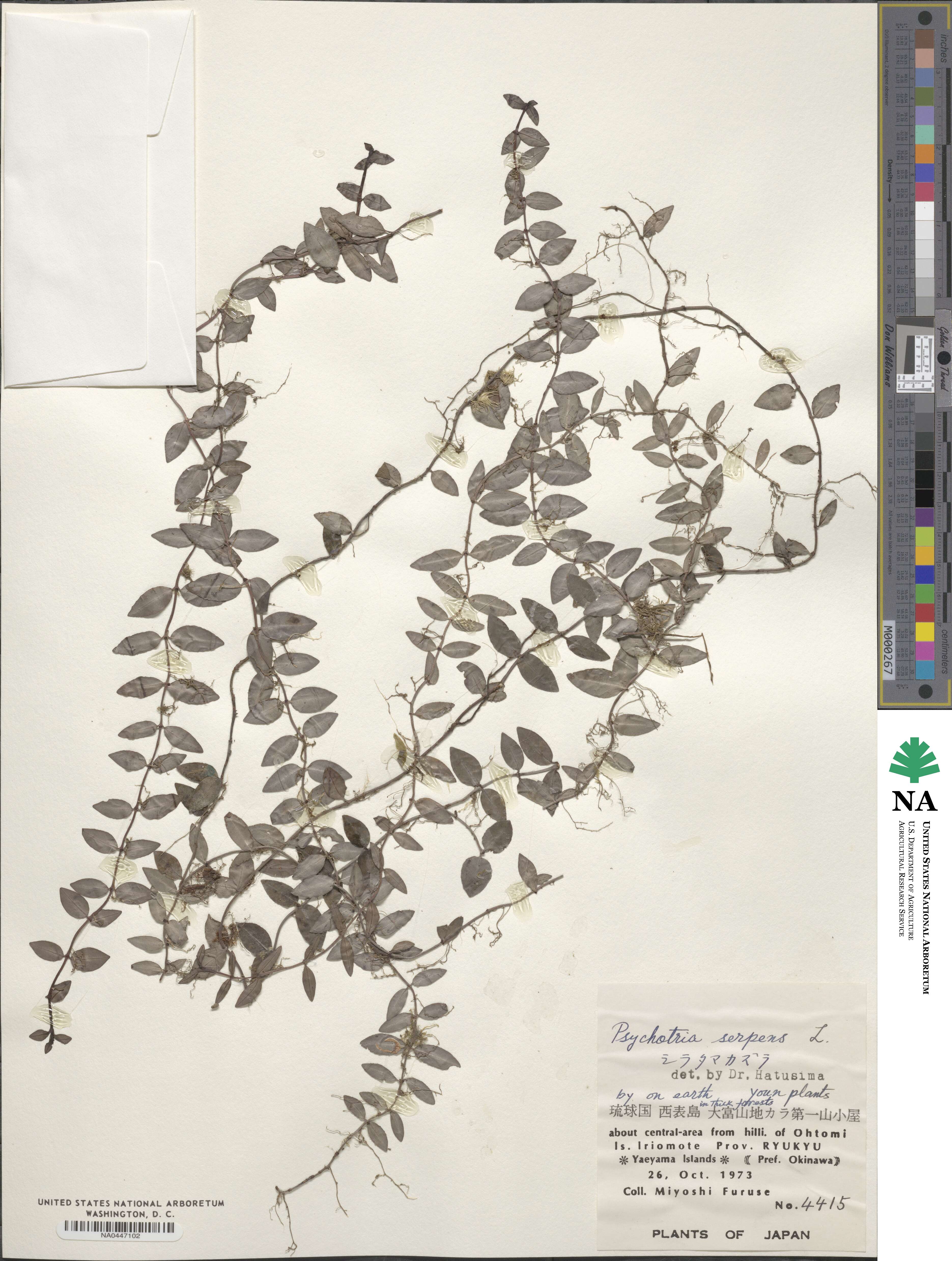 Psychotria serpens image