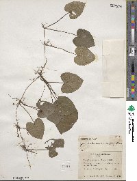 Geophila herbacea image