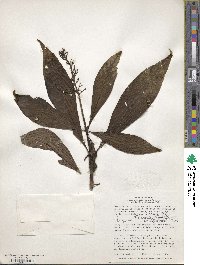 Palicourea triphylla image