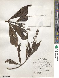 Palicourea triphylla image