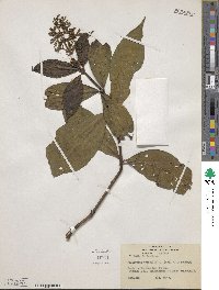 Palicourea triphylla image