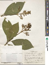 Palicourea guianensis image