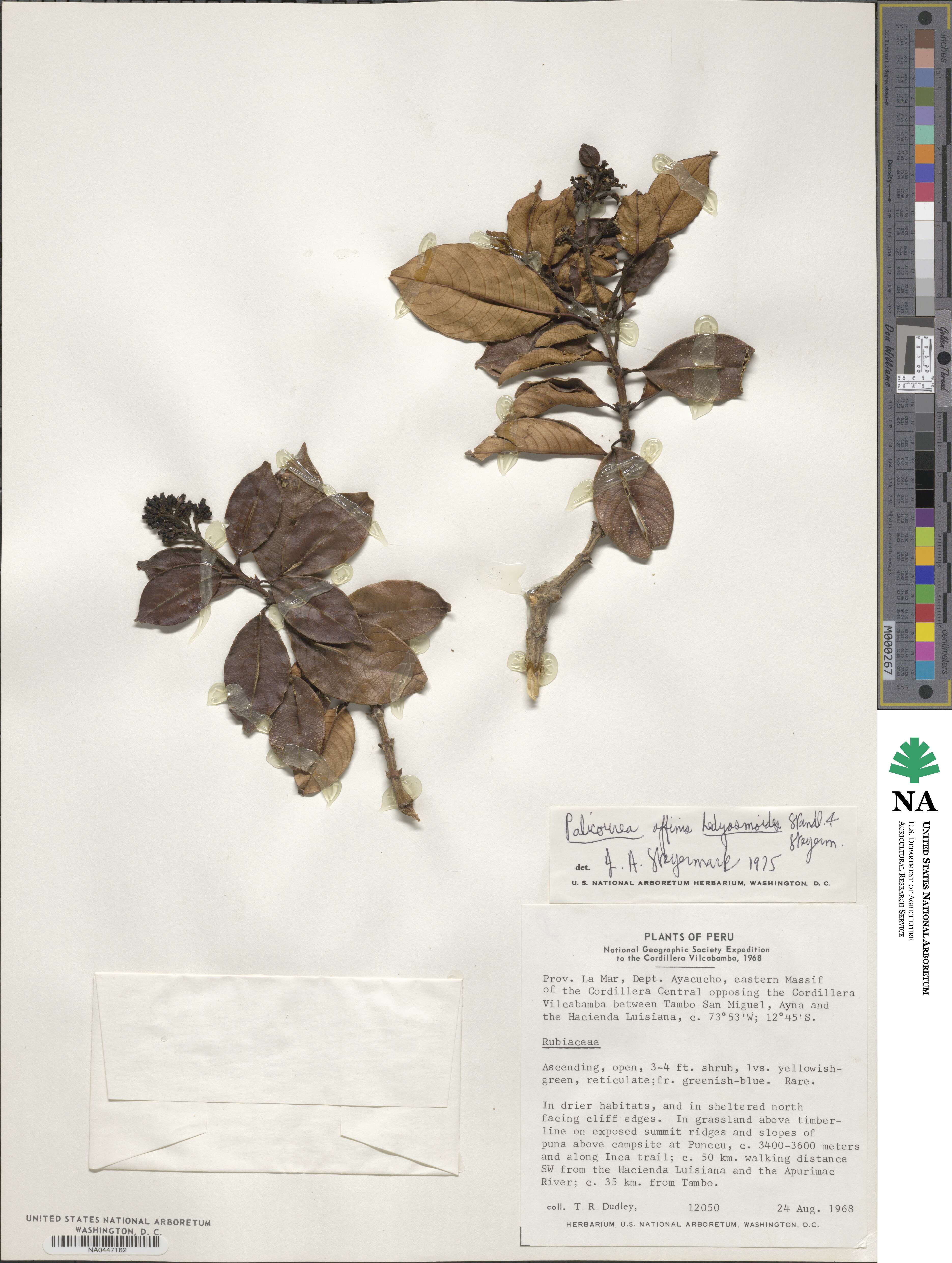 Palicourea hedyosmoides image