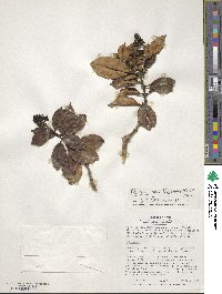 Palicourea hedyosmoides image