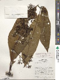 Palicourea nigricans image