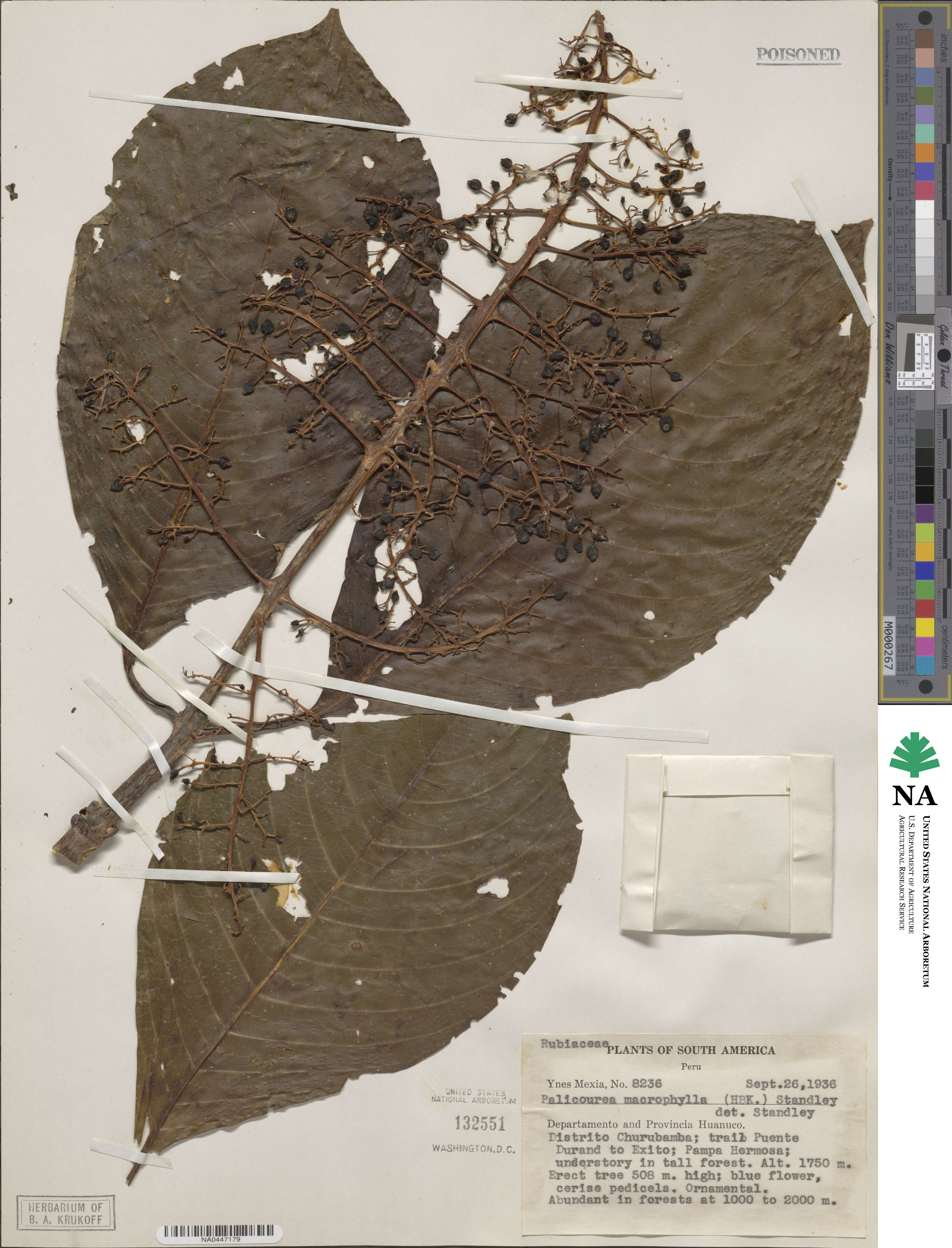 Palicourea grandifolia image