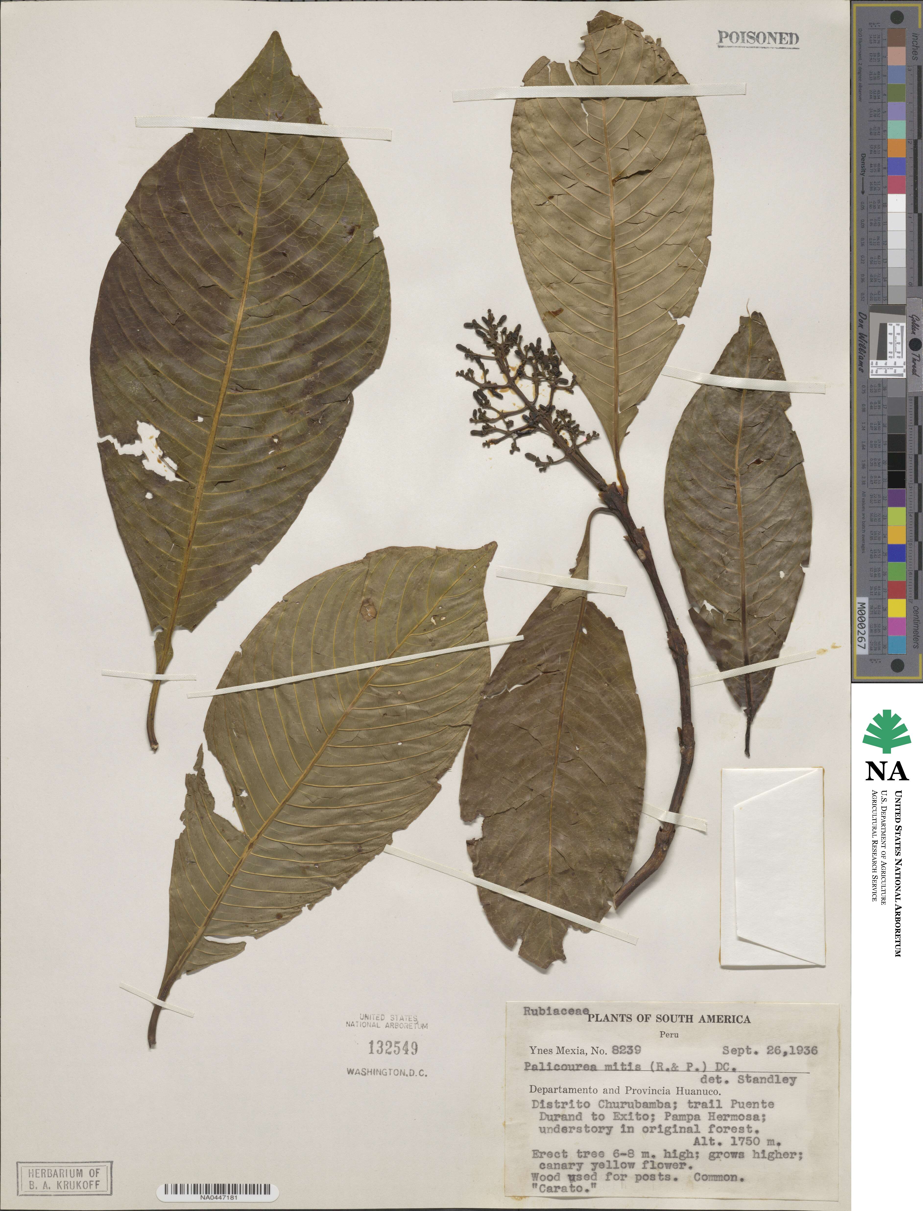 Palicourea sulphurea image